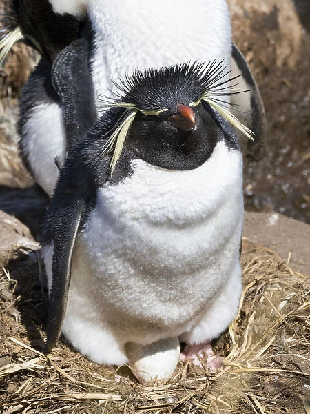 Rockhopper Penguin (Eudyptes chrysocome chrysocome) on nest, subspecies western rockhopper penguin