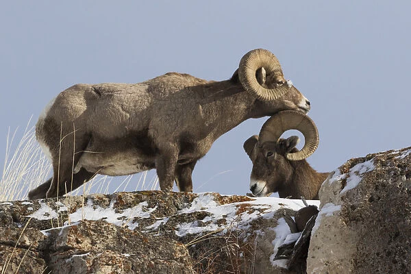 Rocky Mountain bighorn sheep rams head
