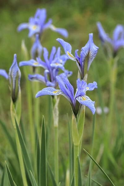 Rocky mountain iris, Iris missouriensis, Valle Vidal, Lookout Canyon, Carson NF