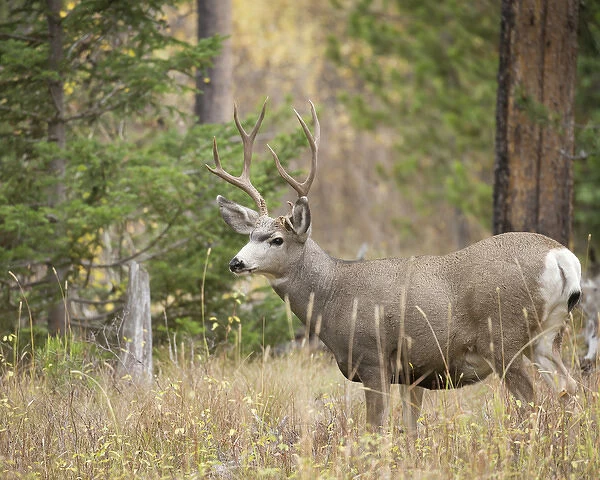 Rocky mountain mule deer buck, Odocoileus hemionus, Signal Mountain, Grand Tetons National Park
