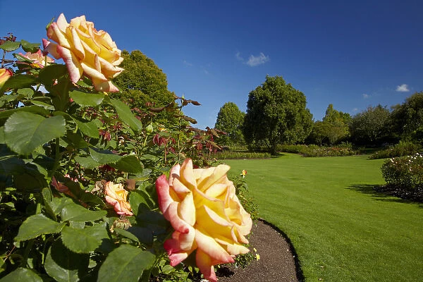 Rogers Rose Garden, Hamilton Gardens, Waikato, North Island, New Zealand
