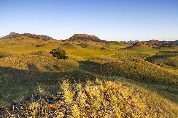 Rolling hills of the Bears Paw Mountains in summer in Blaine County, Montana, USA