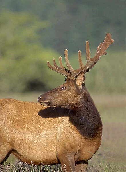 Roosevelt elk (Cervus canadensis roosevelti ) male with velvet covered antlers, Dean