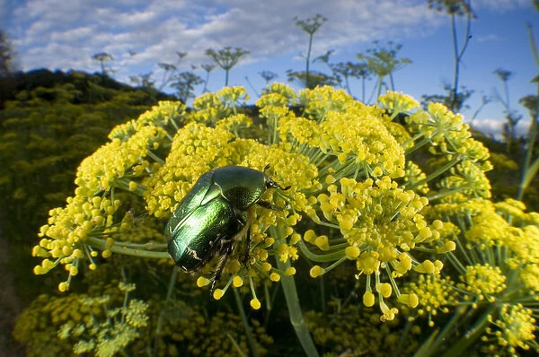 Rose chafer (Cetonia aurata) or rarely as the green rose chafer, is a beetle that