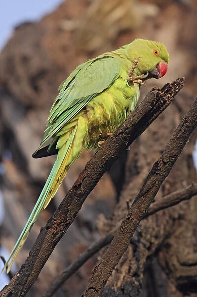 Roseringed Parakeet scratching, Keoladeo National Park, India