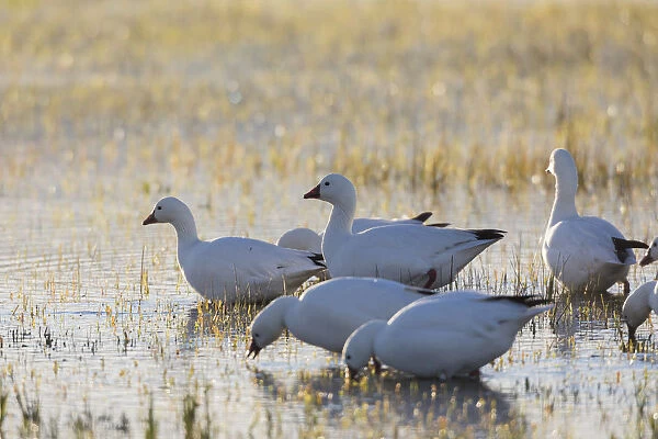 Ross geese migration stop