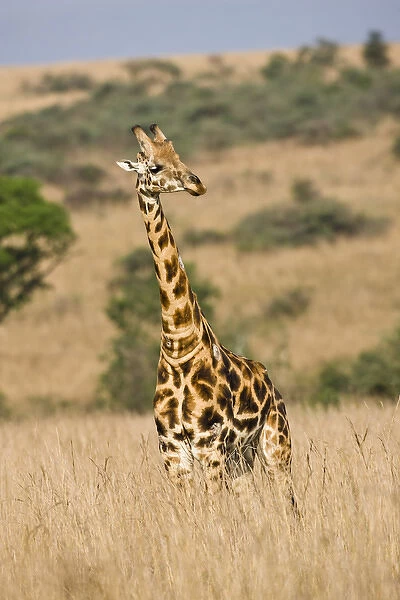 Rothschild Giraffe (Giraffa camelopardis rothschildi) in the graslands of Murchison
