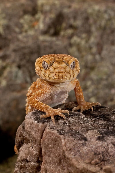 Rough Knob-tail Gecko, Nephrurus amyae, Native to Western Australia, Habitat: Desert