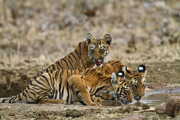 Royal Bengal Tiger cubs at the waterhole, Tadoba Andheri Tiger Reserve, India