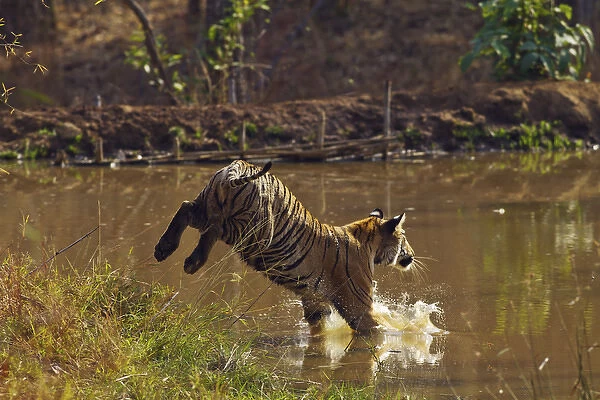Royal Bengal Tiger, jumping into the jungle pond. Tadoba Andheri Tiger Reserve, India