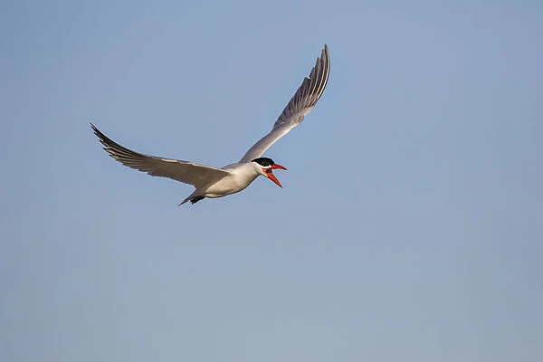 Royal Tern (Sterna maxima) adult flying