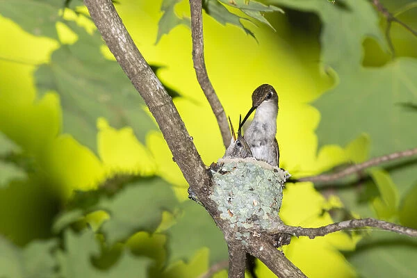 Ruby-throated Hummingbird (Archilochus colubris) female feeding young at nest