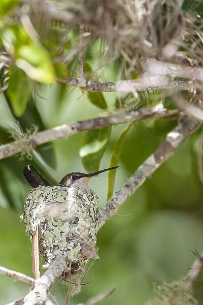 Ruby-throated hummingbird on nest, Florida