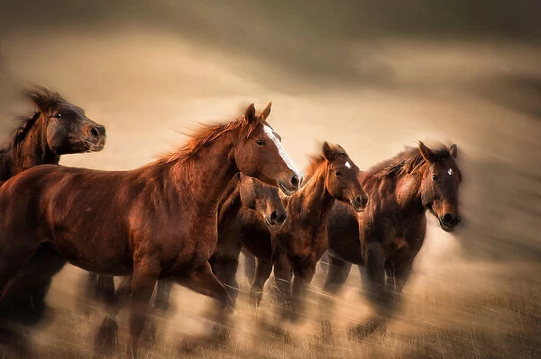 running horses, blur and flying manes