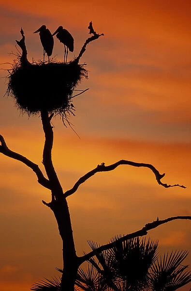 S. A. Brazil, Pantanal Nesting storks