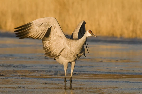 Sandhill crane, grus canadensis, prepares to take flight from a farm pond in early morning
