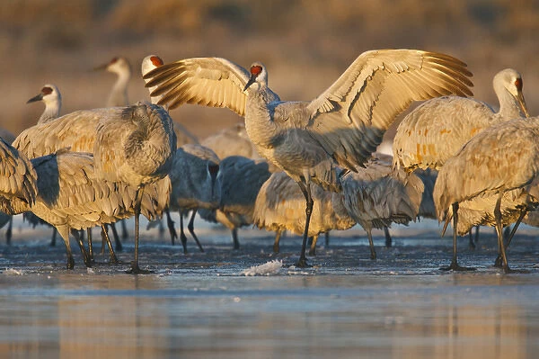 Sandhill Crane (Grus canadensis) landing at roost, New Mexico