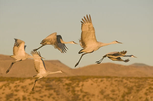 Sandhill cranes, grus canadensis, take flight from a farm pond in early morning