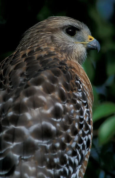 Sanibel Island, FL Red-shouldered hawk, Buteo lineatus, at Ding Darling National