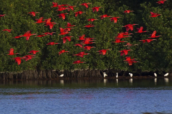 Scarlet Ibis Flock