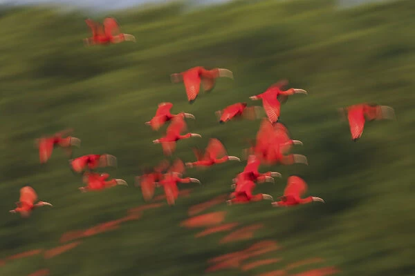 Scarlet Ibis flock flight motion