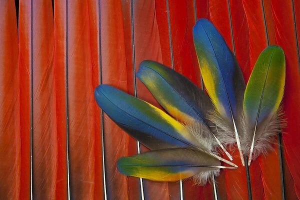 Scarlet Macaw Covert wing feathers overlayed on red Tail Feathers