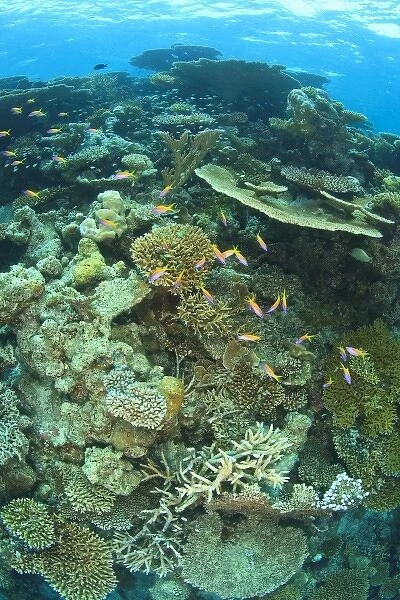 Schooling Anthias fish (Pseudanthias evansi, North Huvadhoo Atoll, Southern Maldives