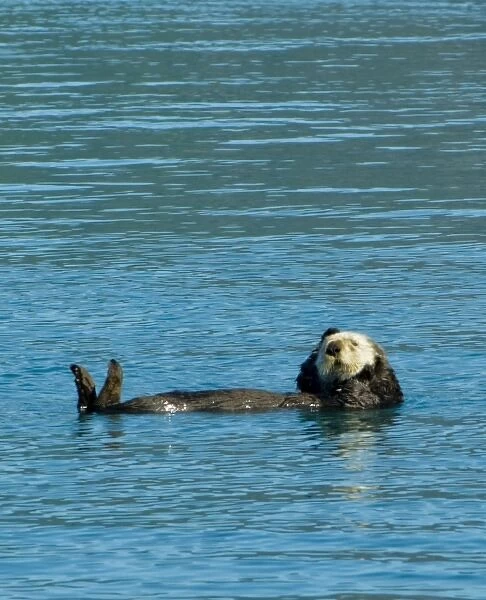 Sea otter floating along in the cold waters of Aialik Bay Kenai Fjords National Park Alaska