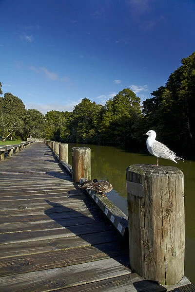 Seagull on boardwalk by Mahurangi River, Warkworth, Auckland Region, North Island