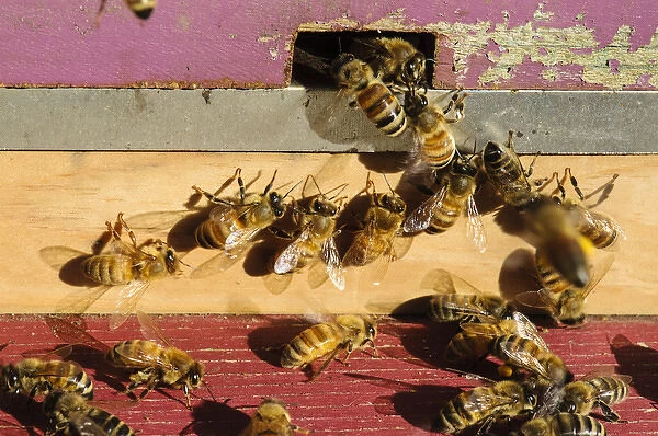 Seattle. Honeybees at entrance to beehive
