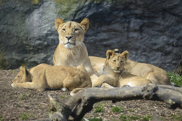 Seattle, Washington. Mother lion with cubs (Panthera leo) at Woodland Park Zoo