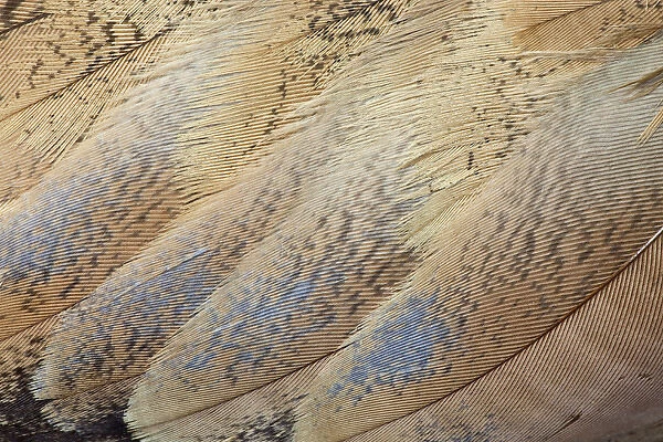 Senegal Bustard close-up of feathers