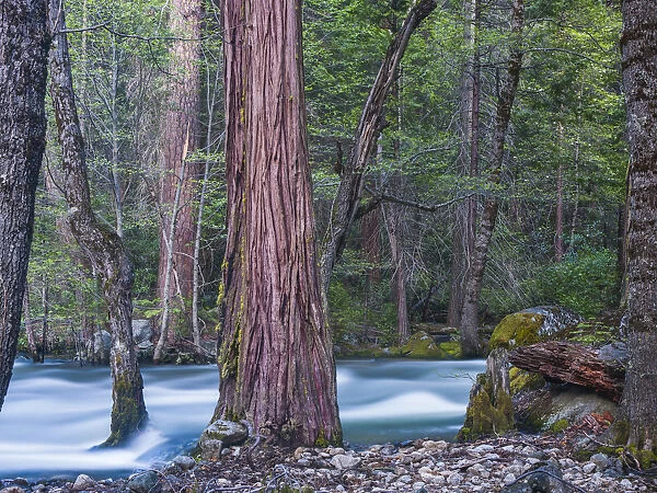 Sequoias and Merced River, Yosemite National Park, California, USA