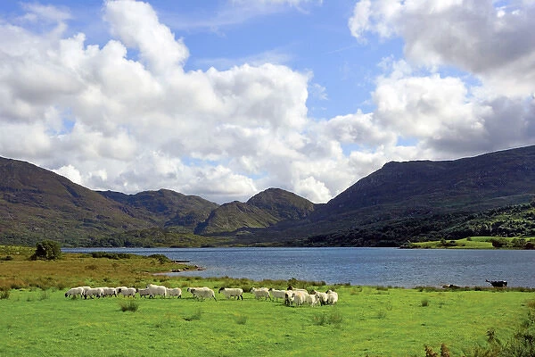 Sheep near a small lake in the Gap of Dunloe, Killarney National Park, Ireland