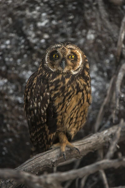 Short-eared Owl (Asio flammeus galapagoensis) Tower Island Genovesa Island