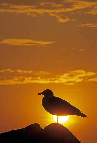 05. Silhouette of a Western Gull, Larus occidentalis