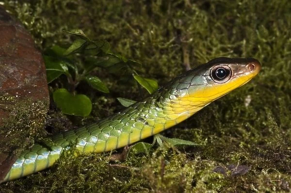 Sipo Snake (Chironius exoletus) captive, Mindo Cloud Forest, Ecuador