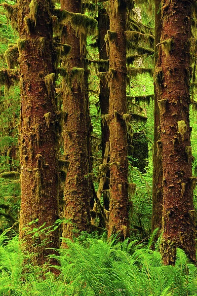 Sitka Spruce and Sword Ferns, Hoh Rain Forest, Olympic National Park, Washington, USA