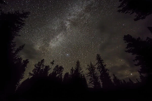 A sky full of stars in the forest in Glacier National Park, Montana, USA