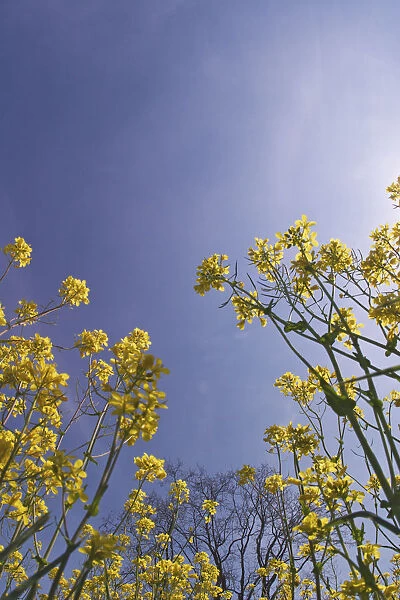 Skyward view of mustard flowers, Brassica napus, Shaker Village of Pleasant Hill