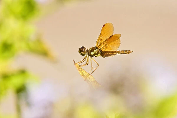 Slough Amberwing (Perithemis domitia) dragonfly, male perched with sunlight coming