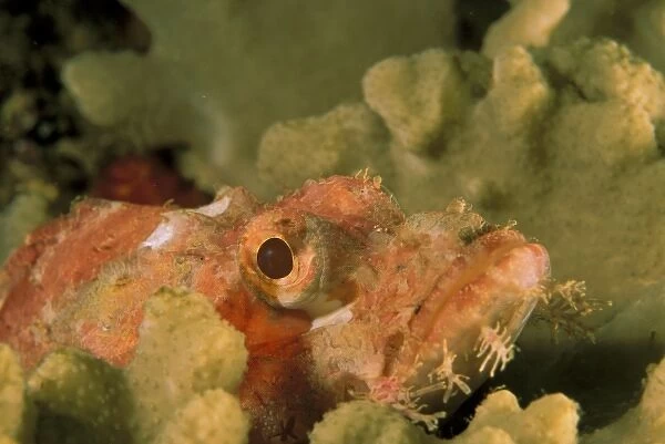 Smallscale scorpionfish, or scorpaenopsis oxycephalus