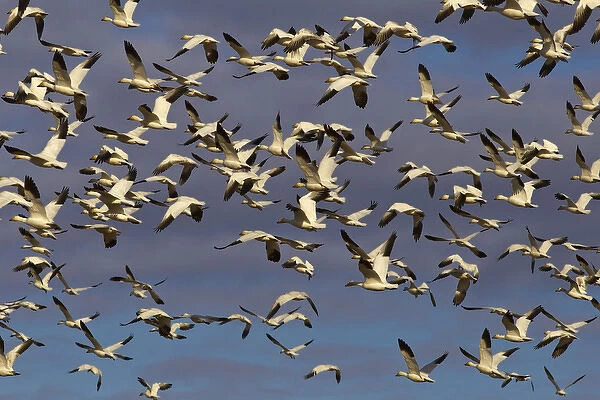 Snow geese blast off while feeding in barley fields during spring migration at Freezeout
