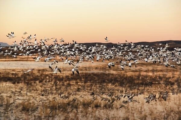 Snow Geese (Chen caerulescens) in flight at sunrise, Bosque del Apache National Wildlife Refuge