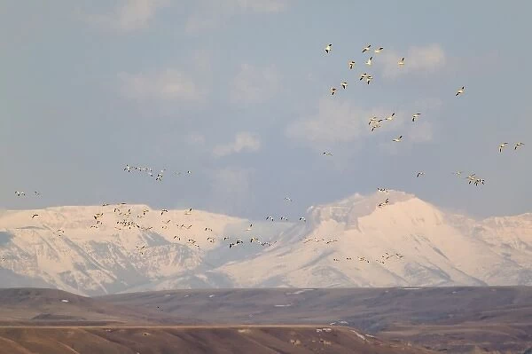 Snow geese in flight from Freezeout Lake NWR in Montana at dawn with Rocky Mountain