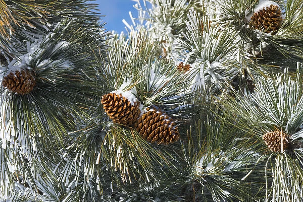 Snow on pine cones, San Bernardino National Forest, California, USA