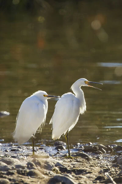 Snowy Egret Pair on the Shore of Lake Murray, San Diego, California