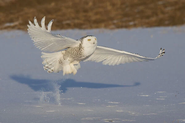Snowy Owl catching meal