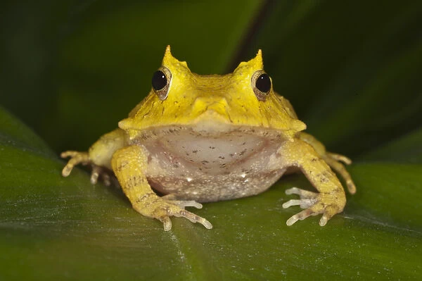 Solomon Isle Leaf Frog, Ceratobatrachus guentheri