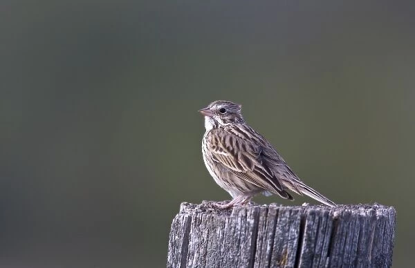 Song sparrow on fencepost at Ninepipe WMA in the Mission Valley of Montana